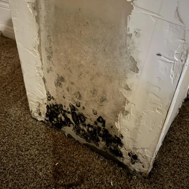Professional Mold Removal in Wood River, IL